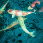 Koi pond at Dara Drug and Alcohol rehabilitation centre, Chanthaburi, Thailand