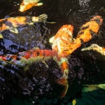 Koi pond at Dara Drug and Alcohol rehabilitation centre, Chanthaburi, Thailand