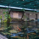 Koi pond at Dara Drug and Alcohol rehabilitation centre, Chanthaburi, Thailand